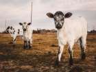 Three Calves Art Print