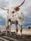 Cloudy Day Cow Art Print