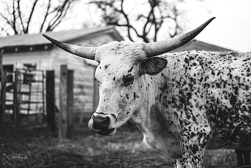 Seeing Spots Art Print
