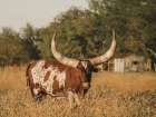 Ankole├óΓé¼ΓÇÿWatusi Big Horn IV Art Print