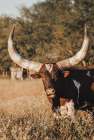 Ankole├óΓé¼ΓÇÿWatusi Big Horn V Art Print