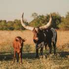 Ankole-Watusi Mom and Baby Art Print