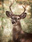 Woodland Deer Art Print