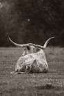 Resting Longhorn Art Print