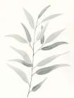 Sage Leaves I Art Print