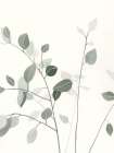 Sage Leaves II Art Print by Dogwood Portfolio