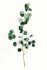 Branch with Leaves Art Print