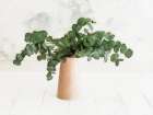 Eucalyptus Still Life Art Print by Dogwood Portfolio