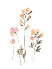 Sunny Botanical Art Print