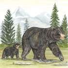 Black Bears in Forest Art Print