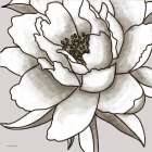 Macro Peony Sketch I Art Print