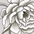 Macro Peony Sketch II Art Print