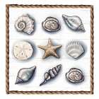 Beach Shells I Art Print