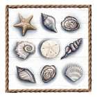 Beach Shells II Art Print