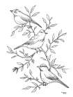 Botanical Birds I Art Print
