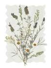 A Touch of Lavender II Art Print