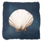 Sea Salt Shell Art Print