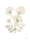 Annes Lace I Art Print