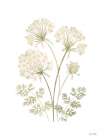 Annes Lace II Art Print