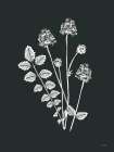 Wildflower Sunprint I Art Print