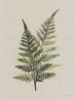 Soft Fern Minimalist Print