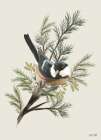 Christmas Chickadee Art Print