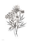 Wildflower Sketch I Art Print