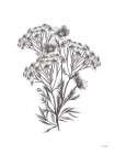 Wildflower Sketch II Art Print