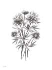 Wildflower Sketch III Art Print