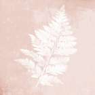 Blush Fern II Botanical Print