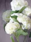 Snow Hydrangeas Art Print