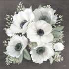 Anemone Square II Art Print