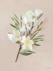 Spring Magnolias Art Print