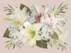 Spring Lily Floral Art Print