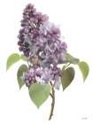 Lilac Stem Art Print