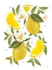 Citrus Lemon Botanical Art Print