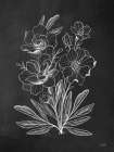 Vintage Chalkboard Flowers Art Print