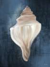 Conch Shell Blues I Art Print