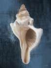 Conch Shell Blues II Art Print