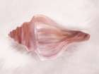 Conch Shell Blush I Art Print