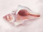 Conch Shell Blush II Art Print