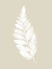 Botanical White Fern Botanical Print