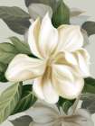 Magnolia Blossoms II Art Print