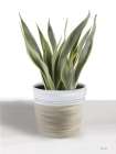 Snake Plant I Still Life Print