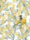 Yellow Spring Finch Art Print