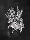 Chalkboard Wildflower I Art Print