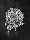 Chalkboard Wildflower III Art Print