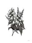 Pen and Ink Wildflower I Art Print