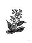 Pen and Ink Wildflower III Art Print