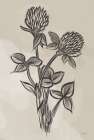 Vintage Clover Sketch I Art Print